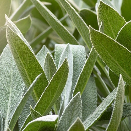 Weleda Salbei Zahngel