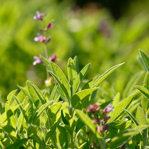 Weleda Salbei Zahngel